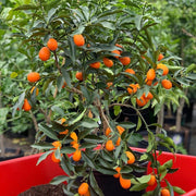 Kumquat – El cítrico ornamental que endulza tu jardín y tu vida